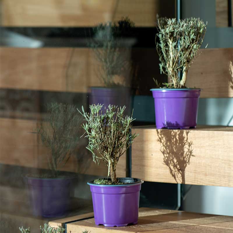 Lavender Plant